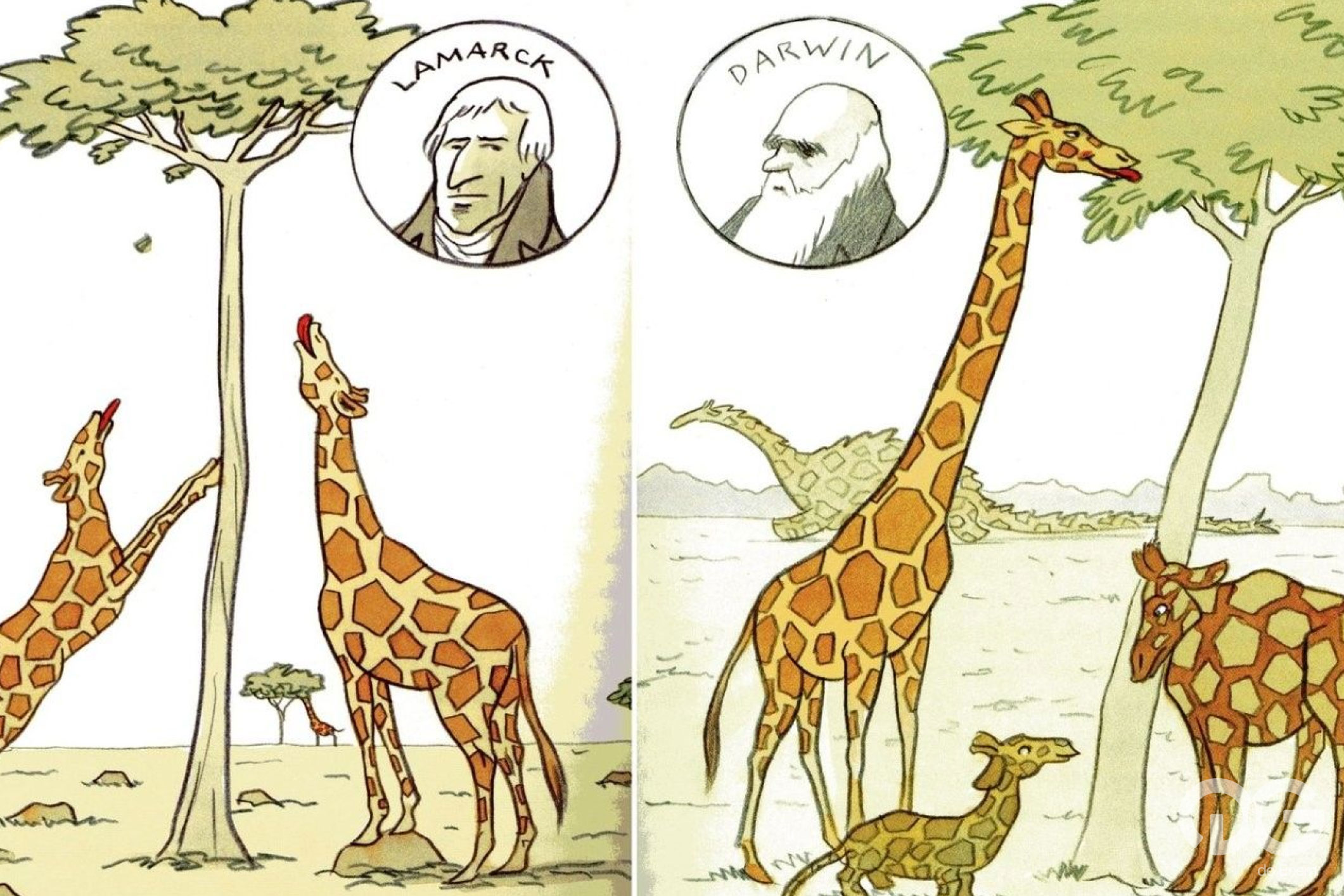 Introdução à Teoria de Lamarck e Darwin