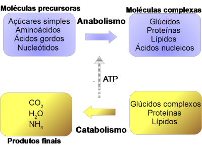 Quais os Benefícios do Equilíbrio Entre Ambos os Processos?