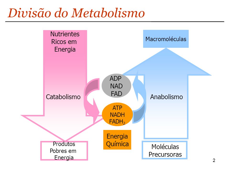 Quais as Consequências de um Desequilíbrio entre o Catabolismo e o Anabolismo?