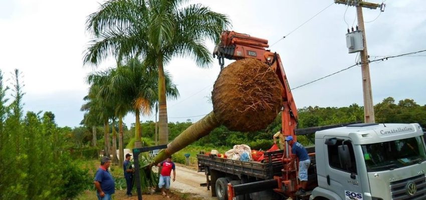 Compreenda como ela cresce e se desenvolve