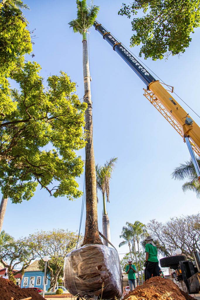 Saiba quais são os benefícios dessa raiz para a natureza