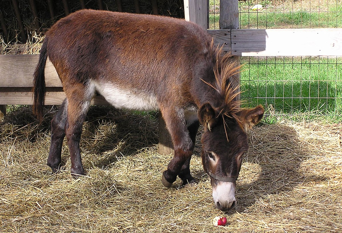 Descobrindo o Feminino de Burro Animal