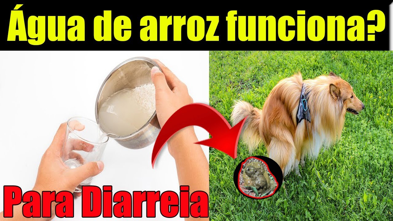 O que é Água de Arroz para Cachorros?