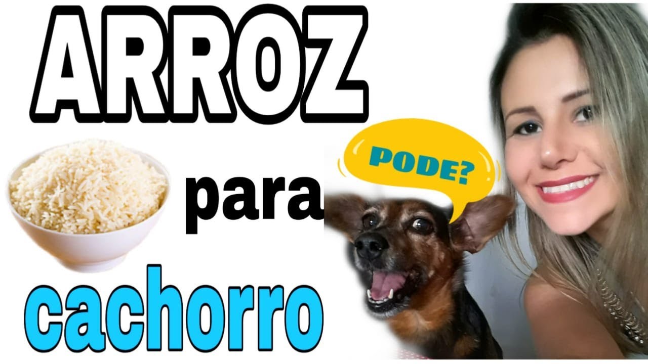 Por Que É Importante Preparar Água de Arroz Para Seu Cão?