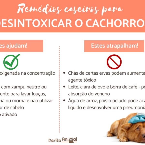 Benefícios da Água de Arroz Para o Seu Cão