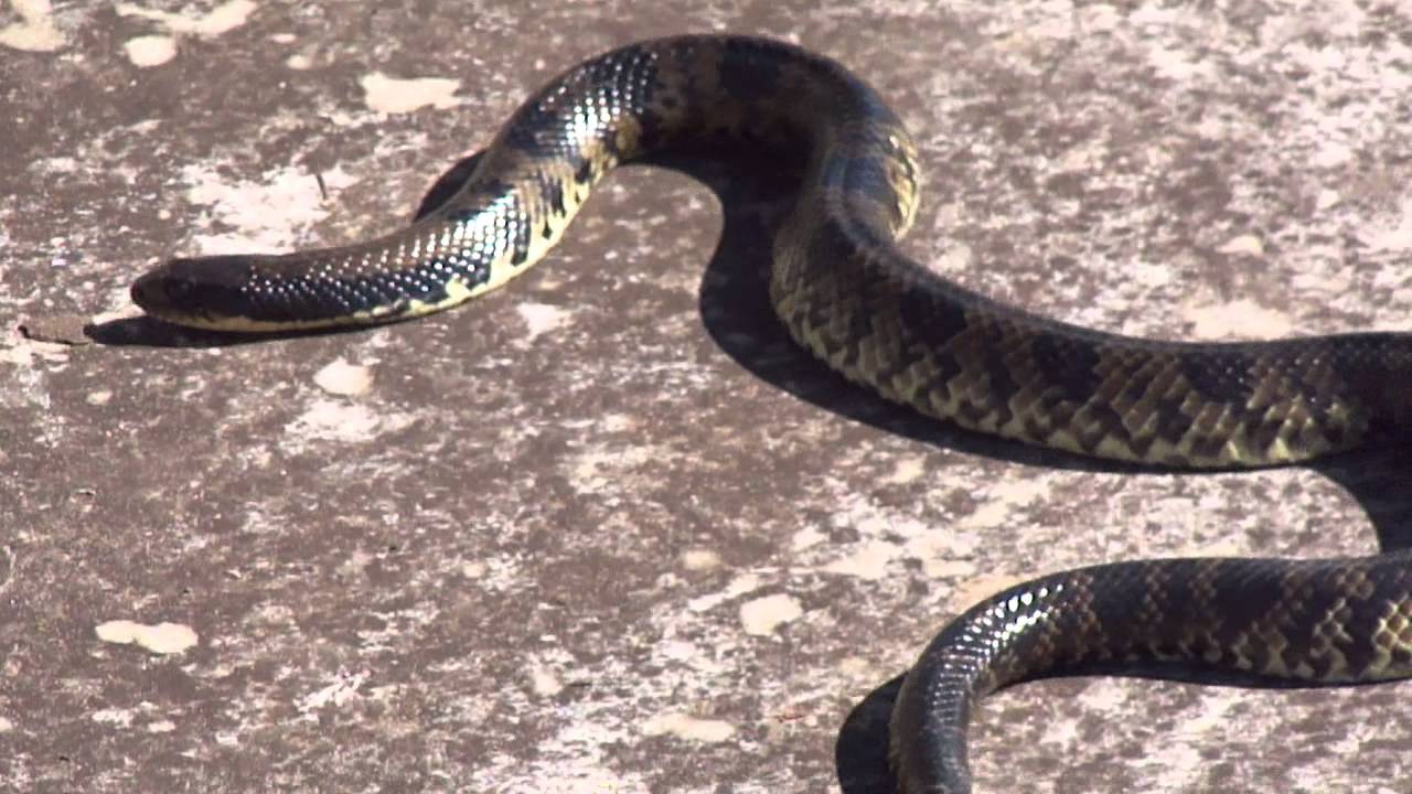 Descubra o Que é a Cobra Capitão do Campo