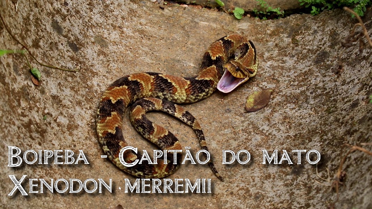 Conheça as Características da Cobra Capitão do Campo