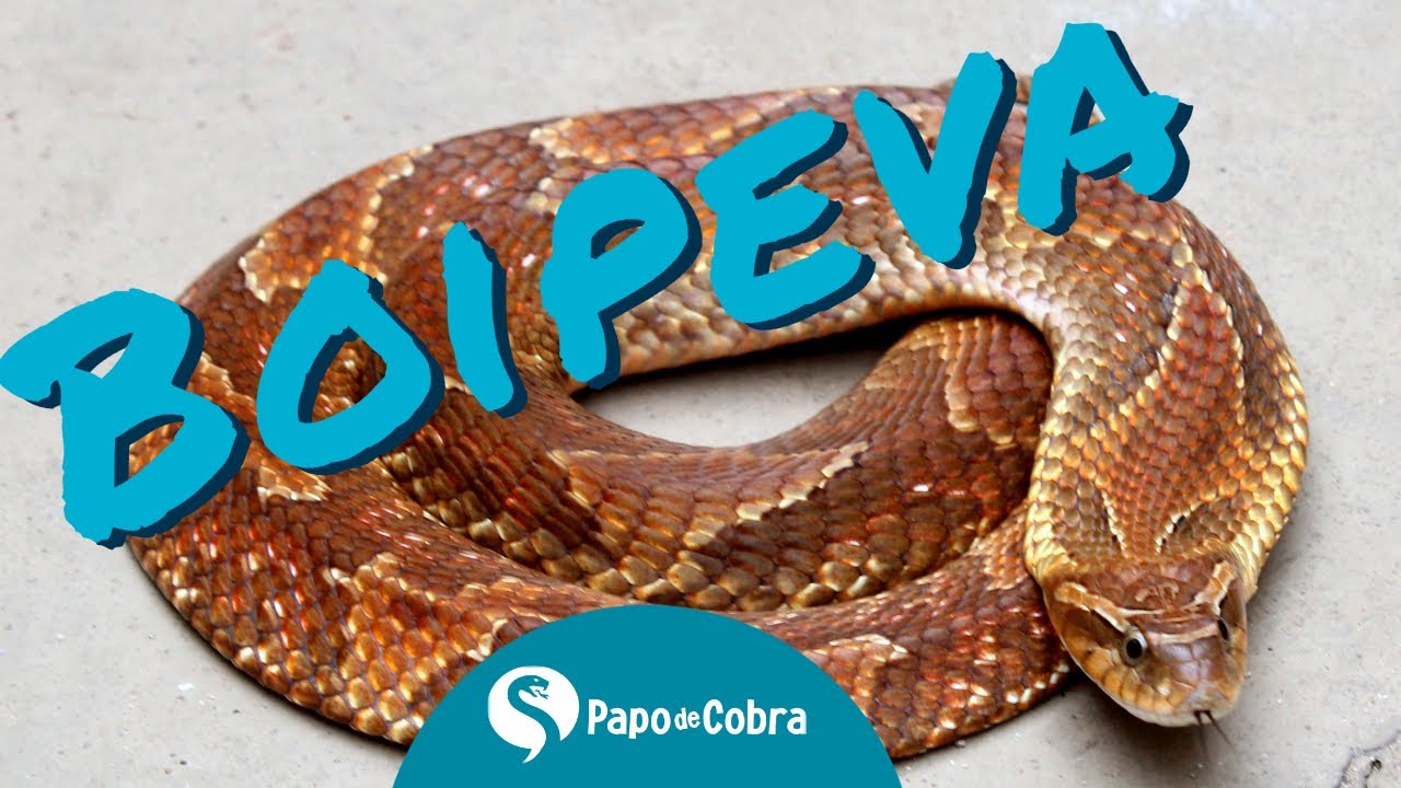 Compreenda os Hábitos e Costumes da Cobra Capitão do Campo