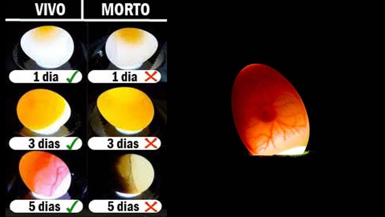 Aprenda as Vantagens de Comer Ovos Galados