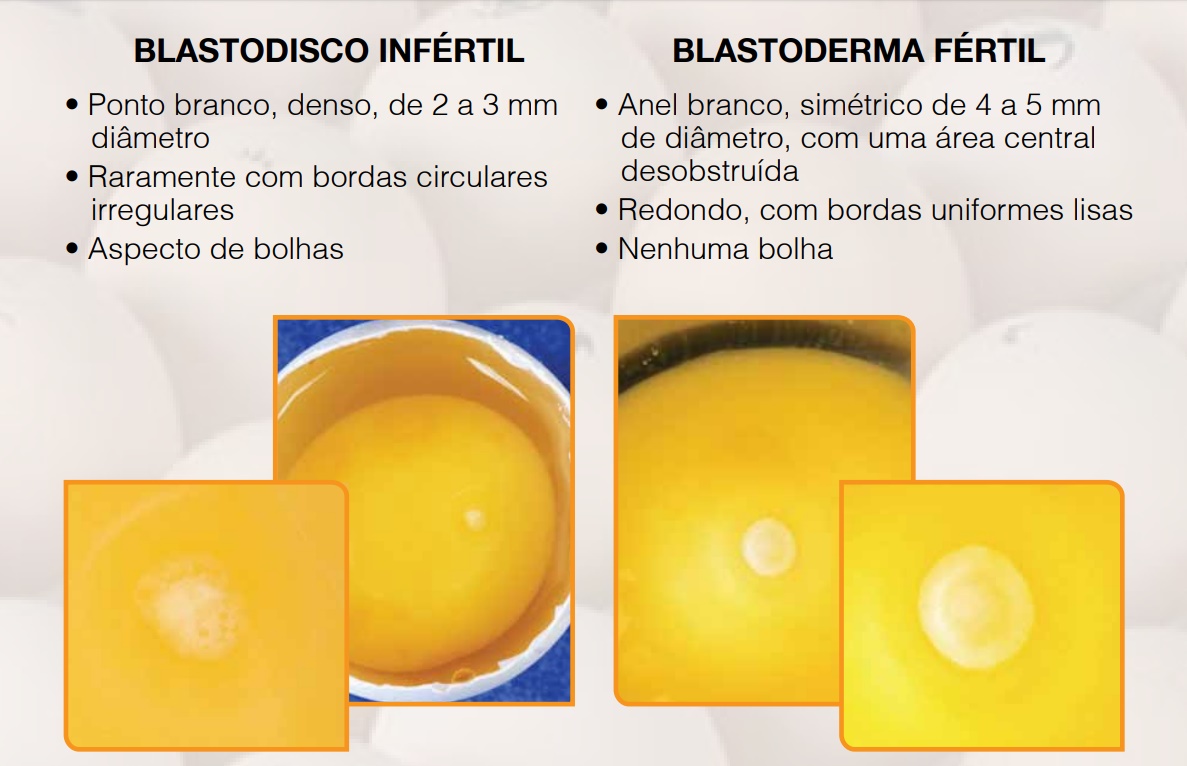 Entenda os Benefícios Nutricionais dos Ovos Galados