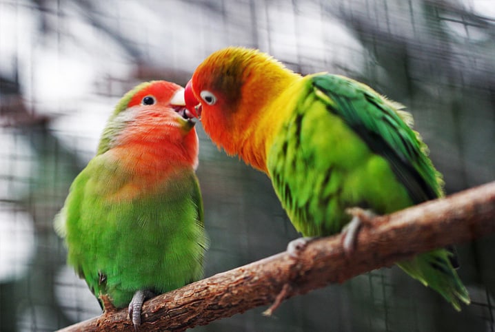 Aprenda os Termos Usados para Descrever um Bando de Aves