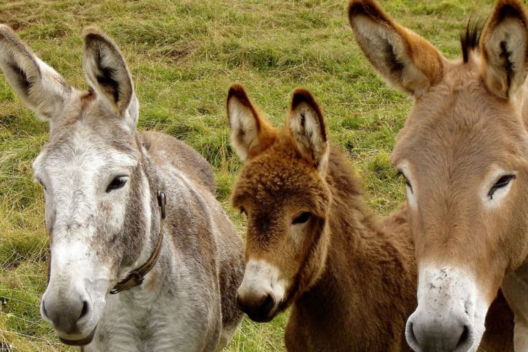 Saiba como os Burros se Reúnem em Grupos