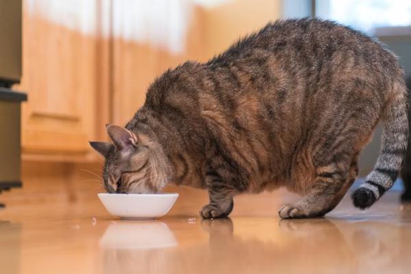 Prevenindo Futuras Infecções Urinárias em Gatos