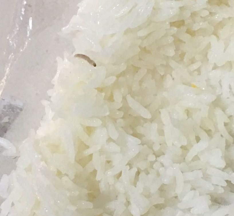 Por que algumas pessoas encontram larvas em seu arroz?