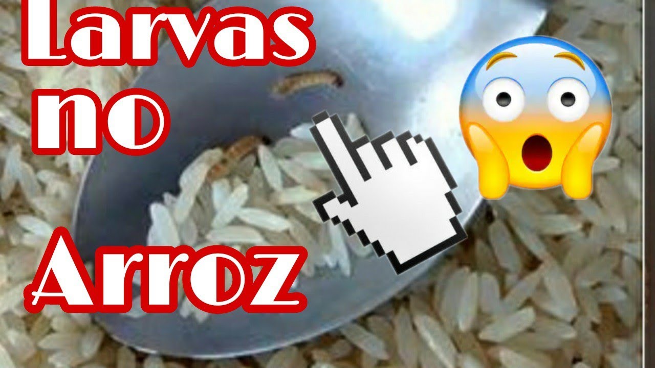 O que fazer quando você descobre larvas no seu arroz?