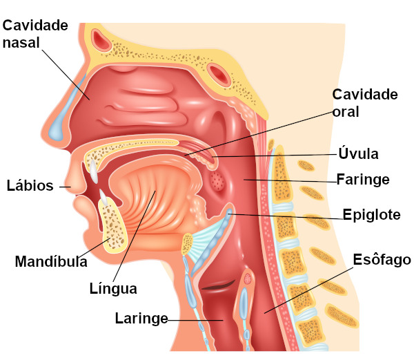 Entendendo como as Substâncias Químicas Agem em nosso Corpo