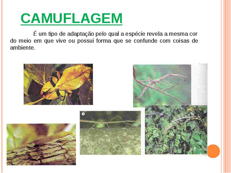 Qual a Diferença Entre Mimetismo e Camuflagem?