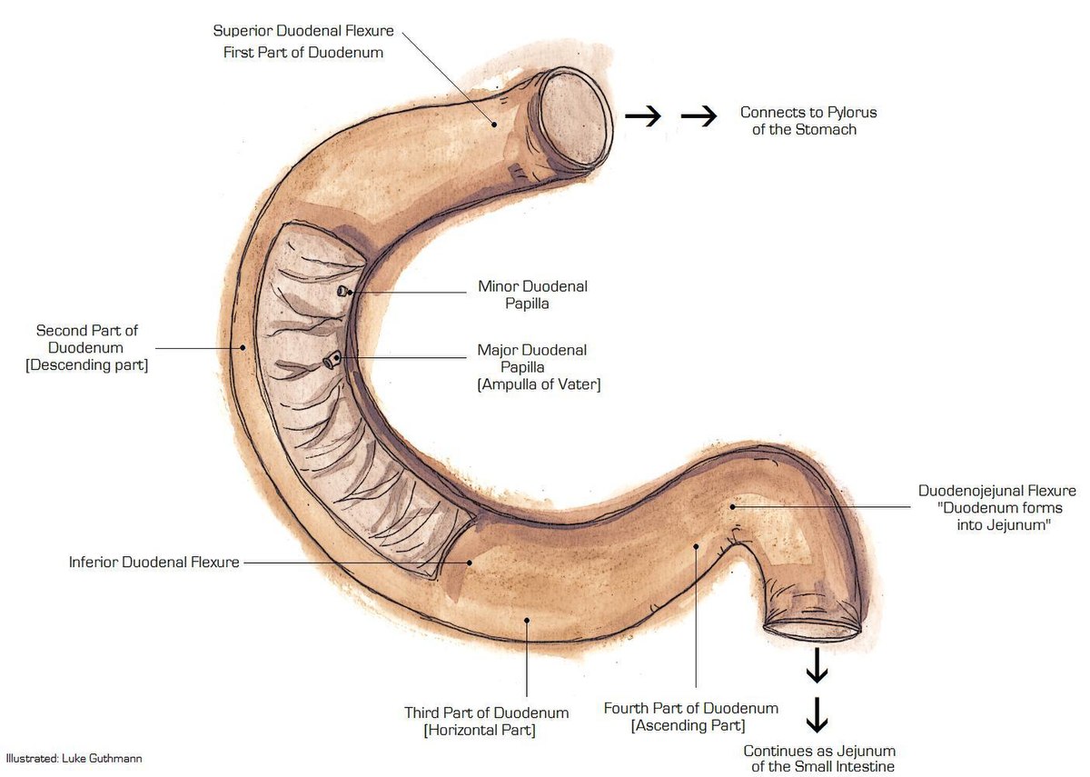 Como Calcular um ângulo Treitz?