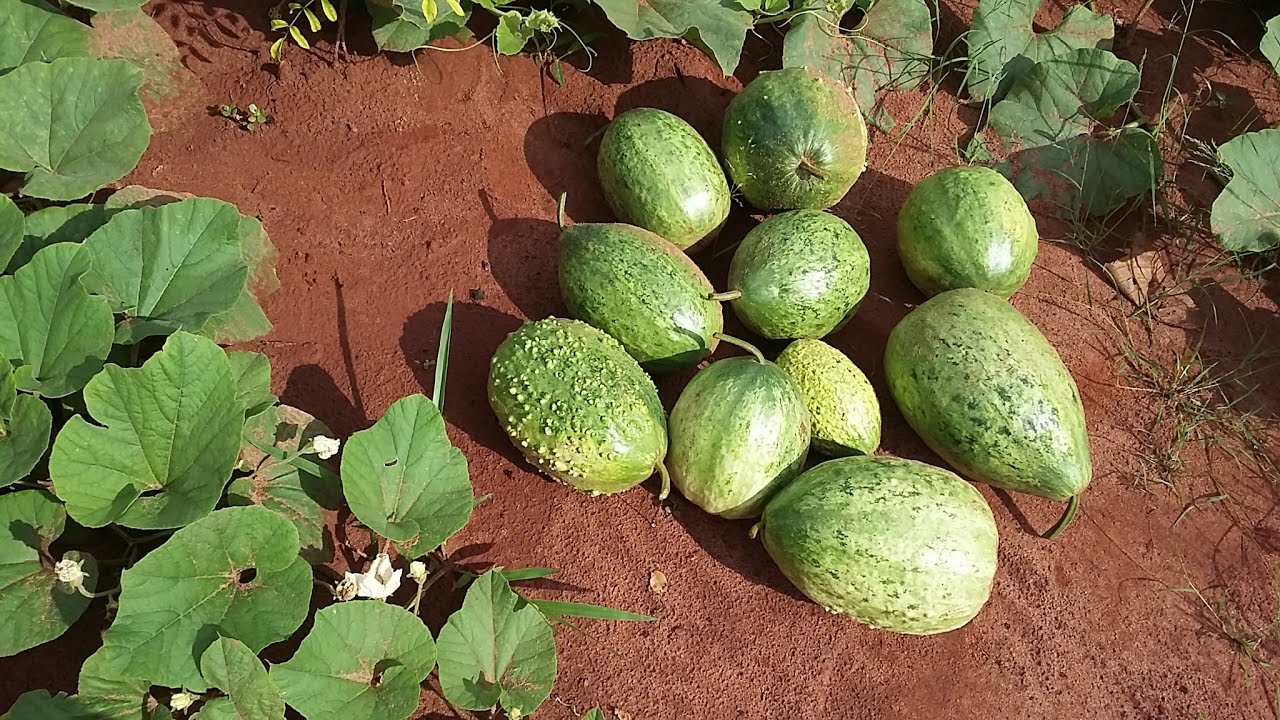 Conheça os Benefícios Nutricionais do Legume CAXI