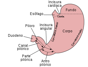 O que é e como Funciona o Piloro Pervio?