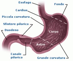 Benefícios do Piloro Pervio para a Saúde Infantil