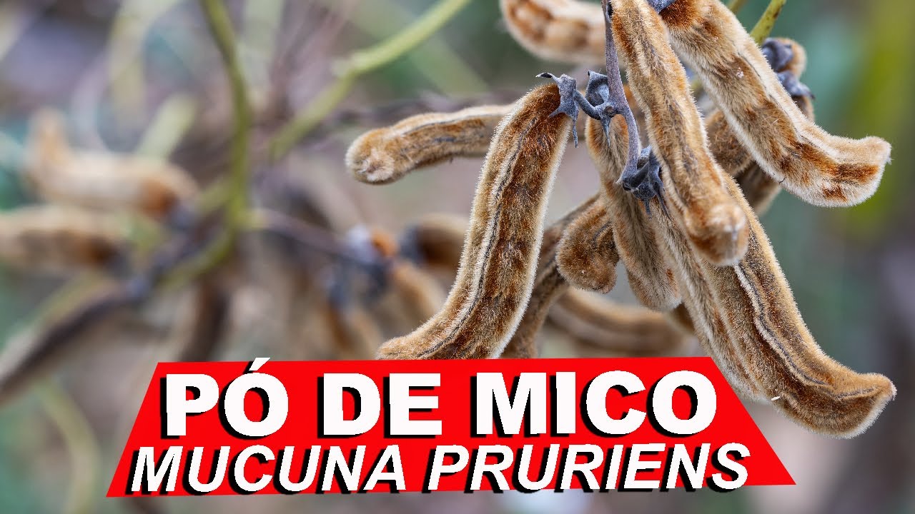 Descubra os Benefícios do Uso do Pó de Mico