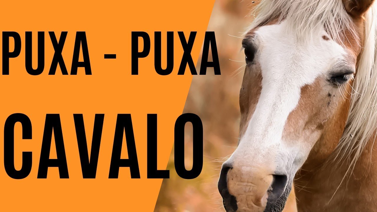 Descubra o que os Cavalo Puxam no Jogo do Bicho