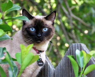 Compreendendo o Significado por Trás das Palavras do Gato