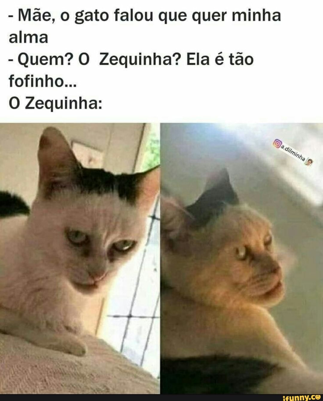 Aprendendo com as Sabedorias do Gato