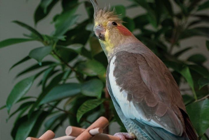 Remédios Naturais Para Aliviar a Dor em Calopsitas