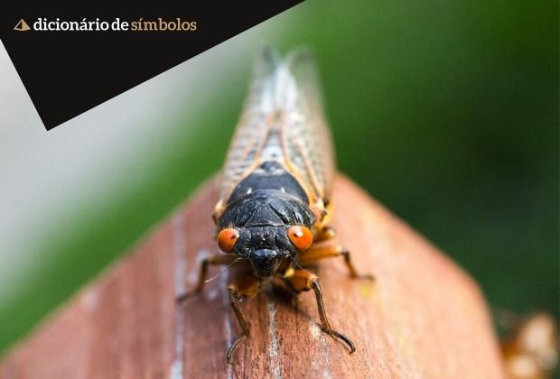 Descobrindo os Mitos e Lendas Sobre a Cigarra