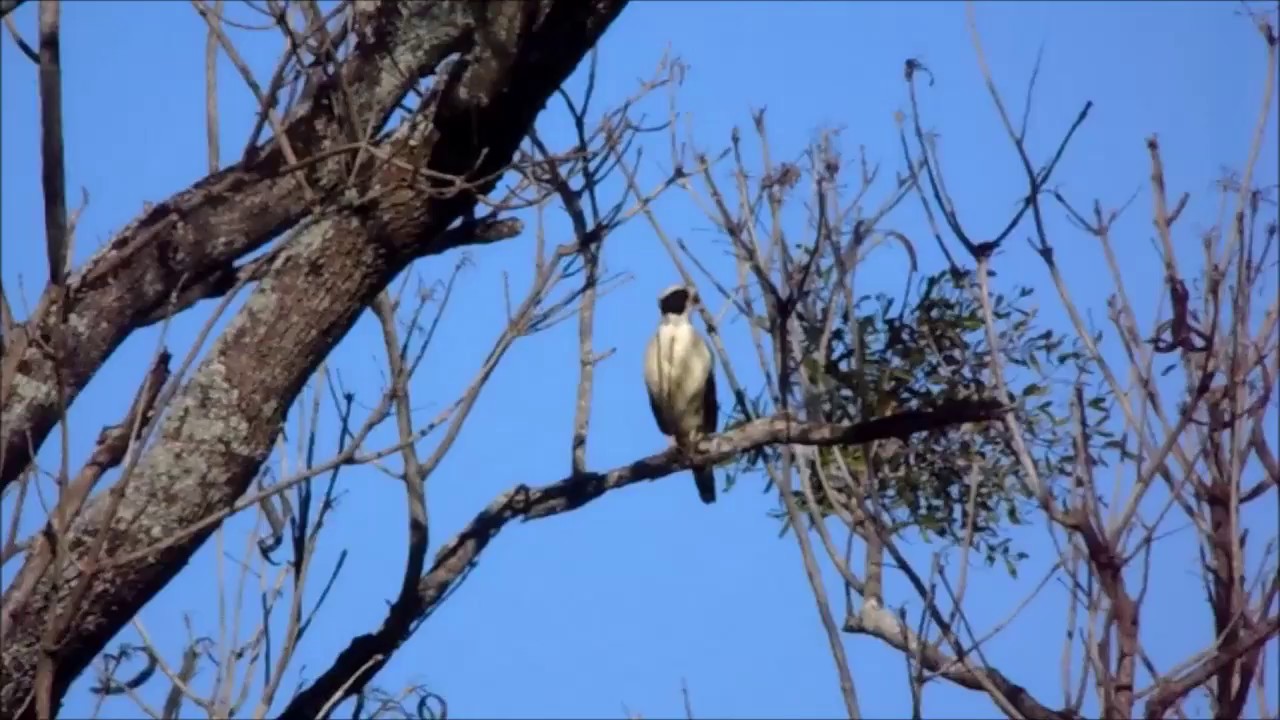 Entendendo o Significado por Trás do Canto da Coan