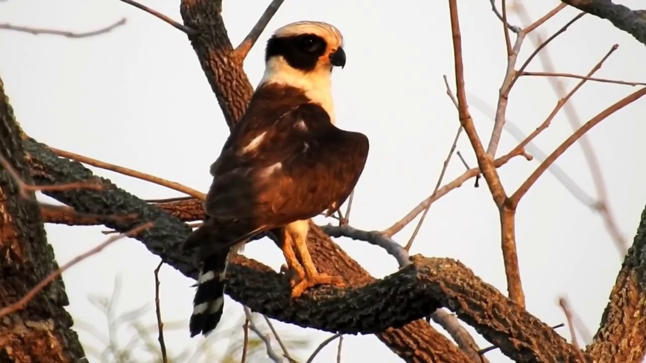 Descobrindo as Origens e Tradições Culturais do Canto da Coan