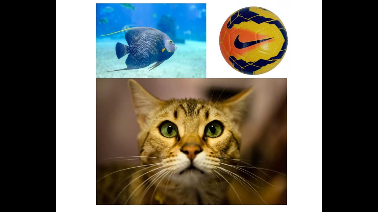 Entendendo o Significado de Peixe Bola e Gato