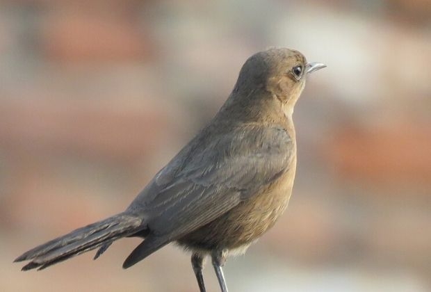 Compreenda o Significado Espiritual das Aves