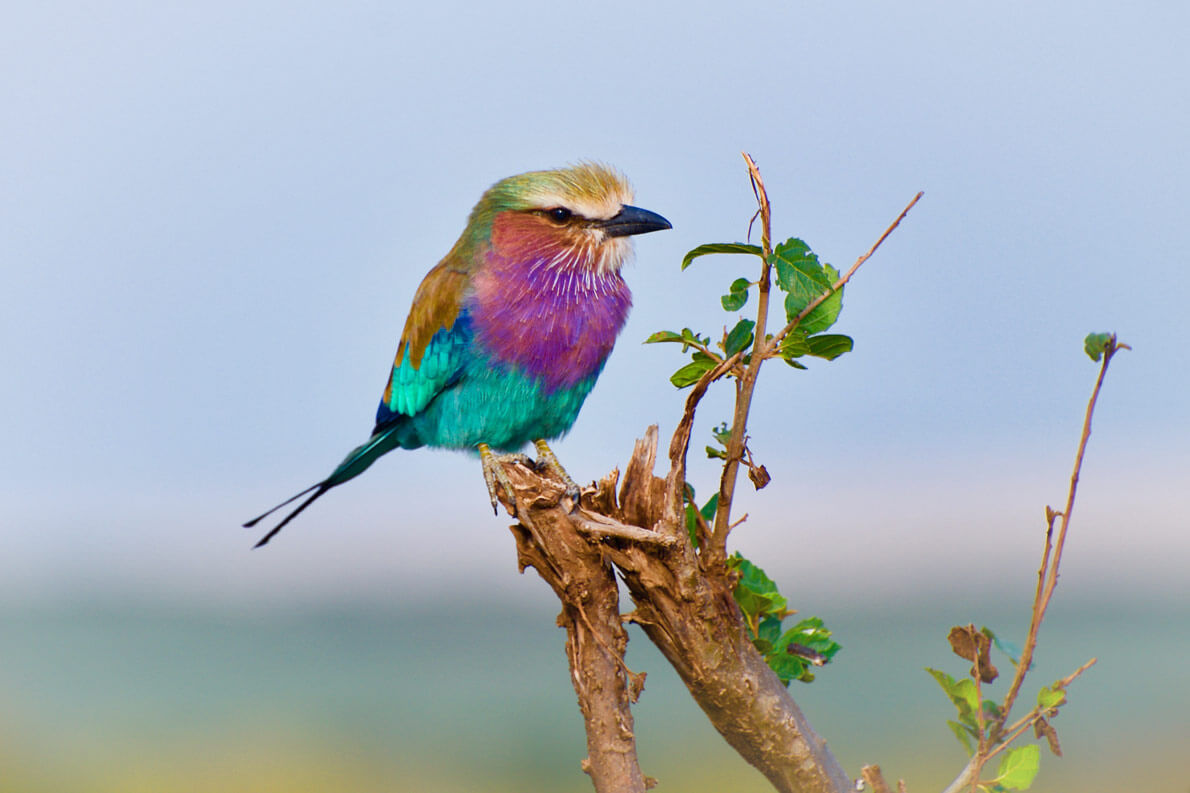 O Que Representa a Aparição de Várias Aves em Um Só Lugar?