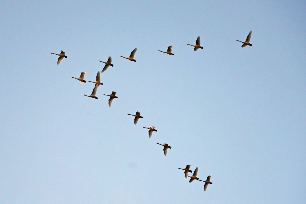 Quais São as Implicações Espirituais da Visão de Muitas Aves Juntas?