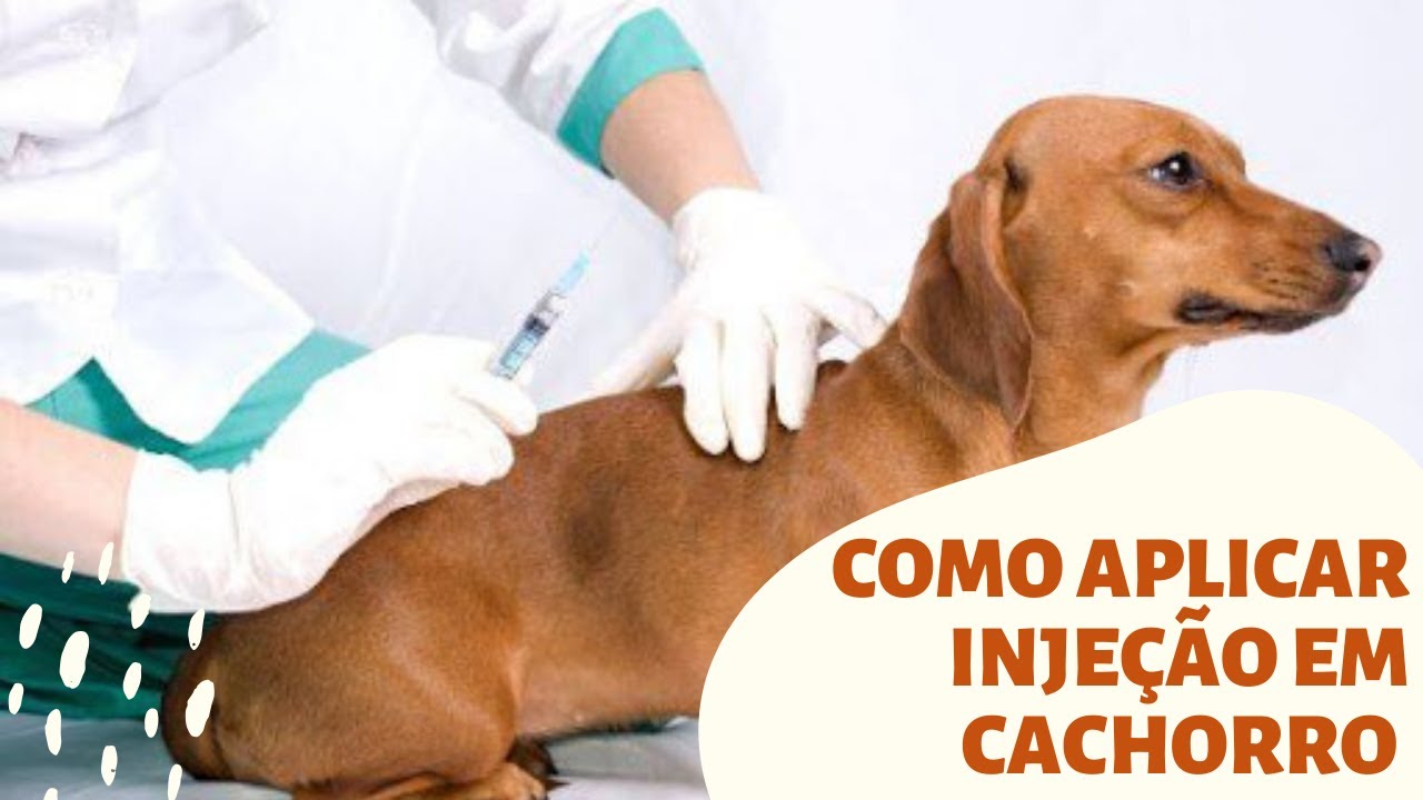 Entendendo o Procedimento de Injeção em Cães