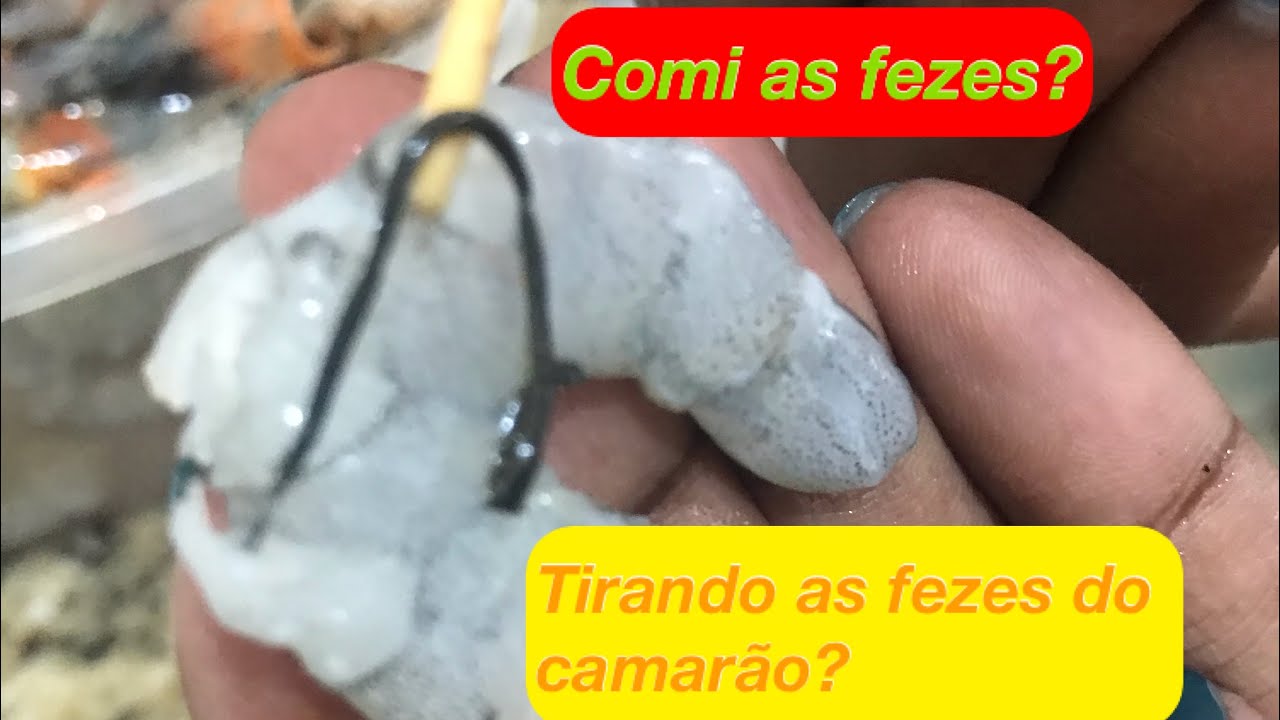 Entendendo como as Fezes do Camarão são Armazenadas