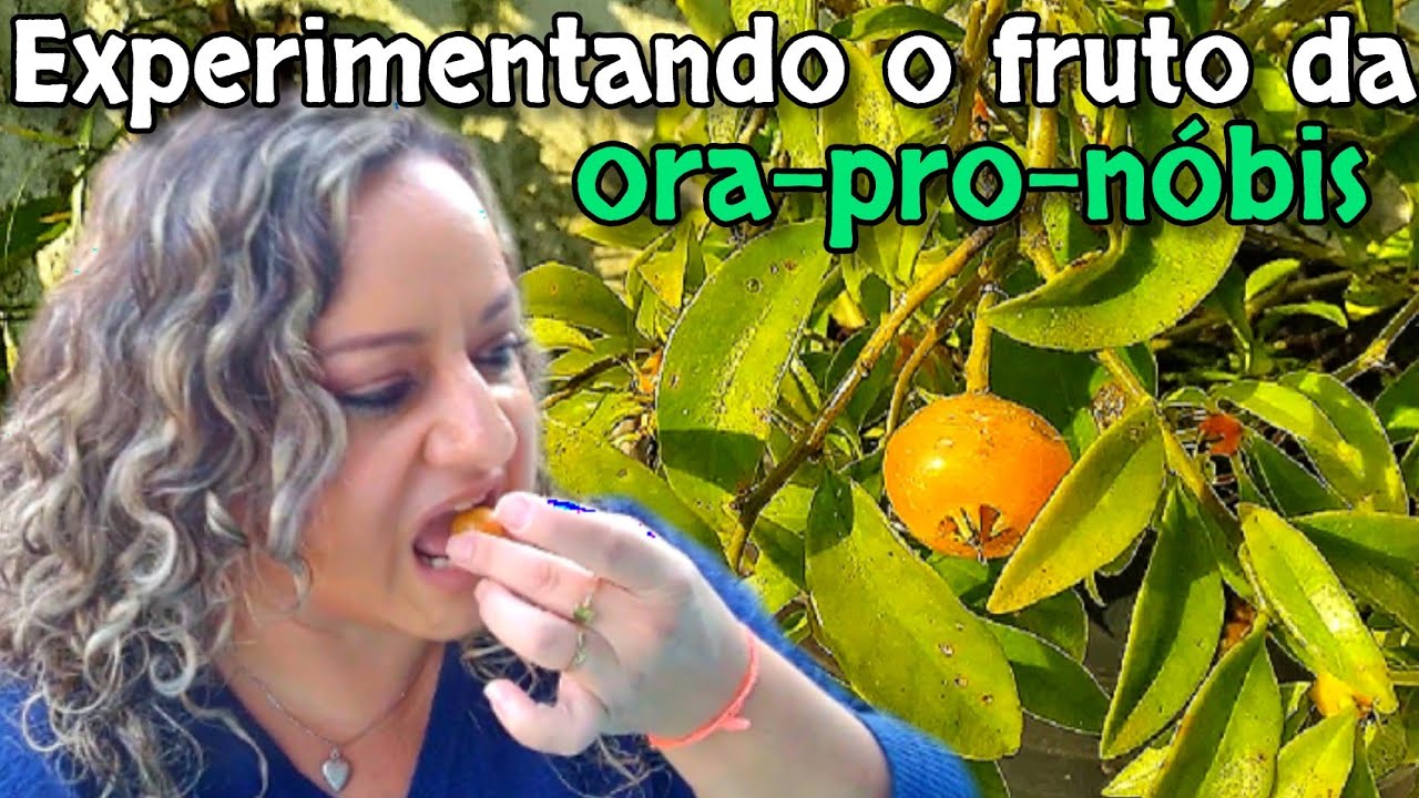 Saiba como o Fruto do Ora-pro-nobis Pode Ajudar na Sua Saúde