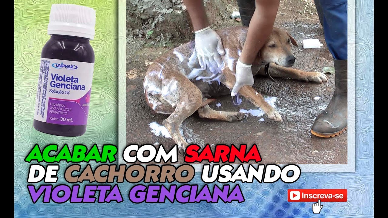 Benefícios da Violeta Gênciana para Cães