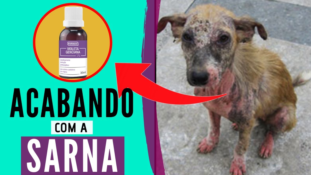 Propriedades Medicinais da Violeta Gênciana para Animais Domésticos