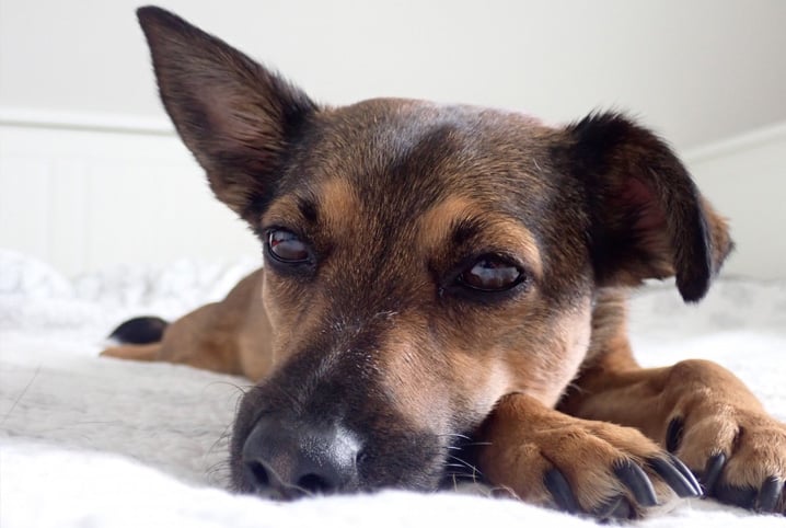 Descubra se o Plasil é Seguro para Cães