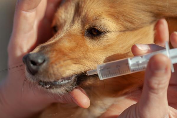 Entenda os Riscos e Benefícios do Uso de Plasil em Cães