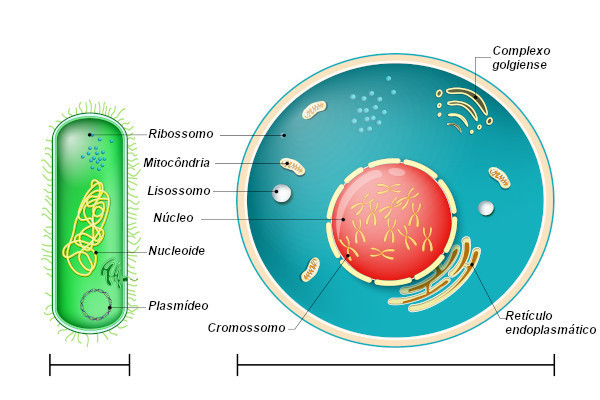 Características das Células Eucariontes e Procariontes
