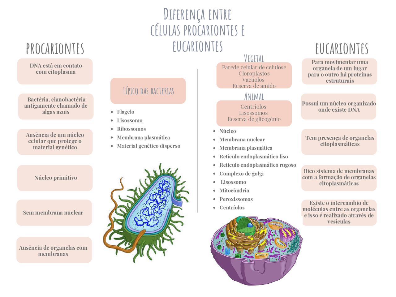 Diferenças Entre as Duas Tipos de Células