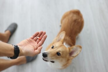 Saiba Mais Sobre as Recomendações da Dosagem de Albendazol Para Cães