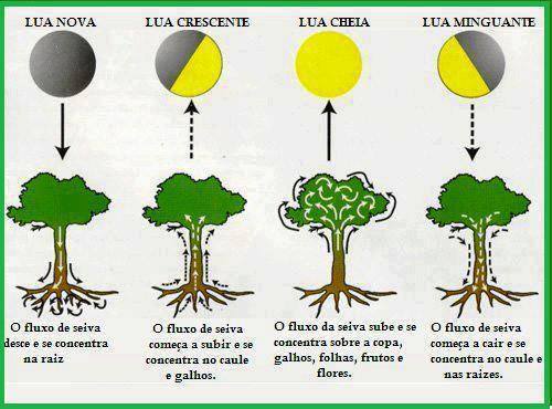 Descobrindo Qual é a Melhor Lua para o Plantio de Mandioca