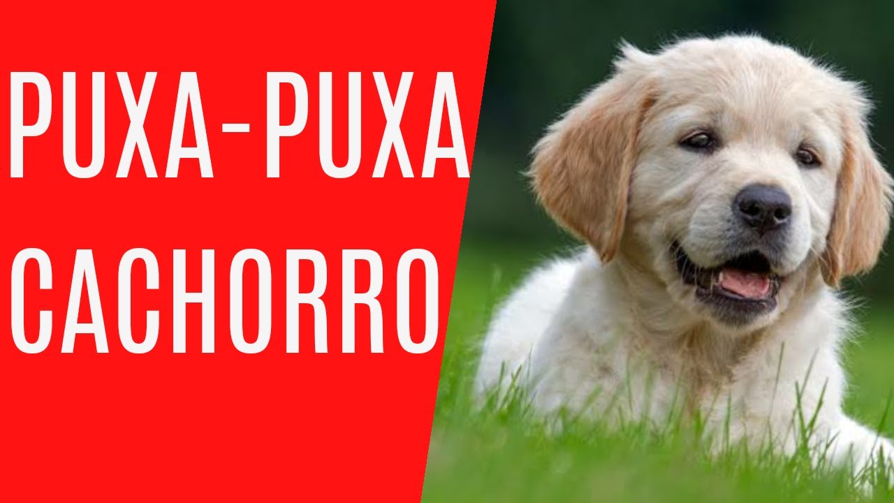 Descubra qual raça de cachorro é mais adequada para puxar carrinhos