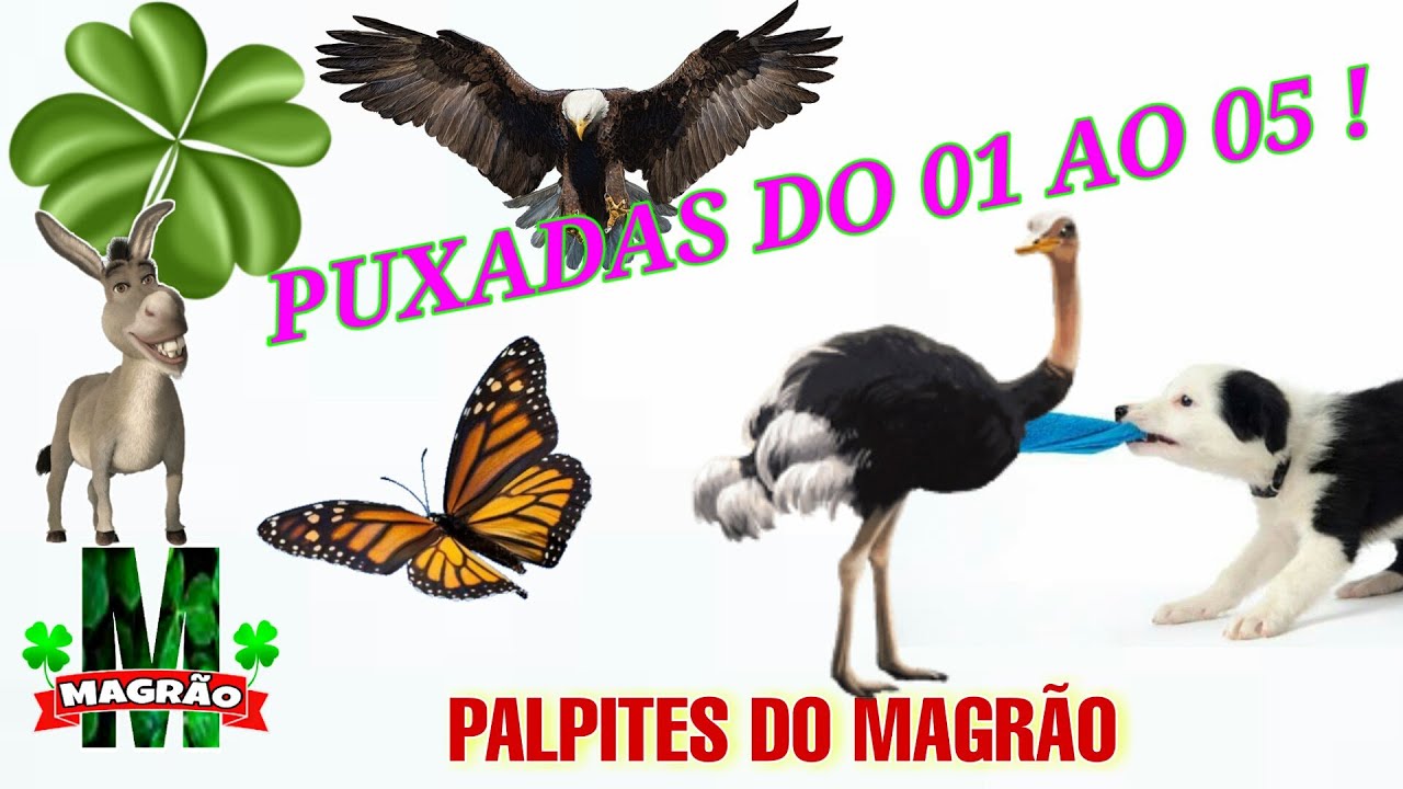 Compreenda os cuidados necessários ao adestrar um cão para puxar carros